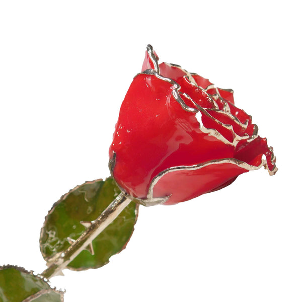 Silver Trimmed Forever Roses - The Forever Rose