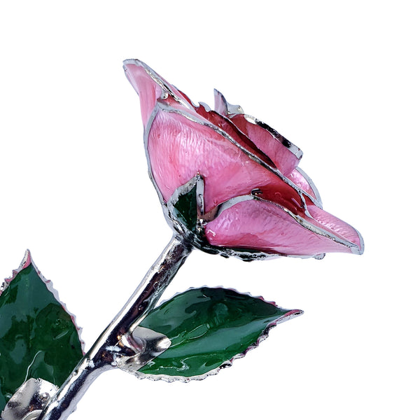 Pink - The Forever Rose