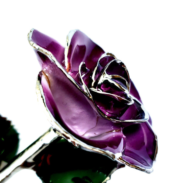 Platinum Forever Rose Purple 2Tone The Forever Rose