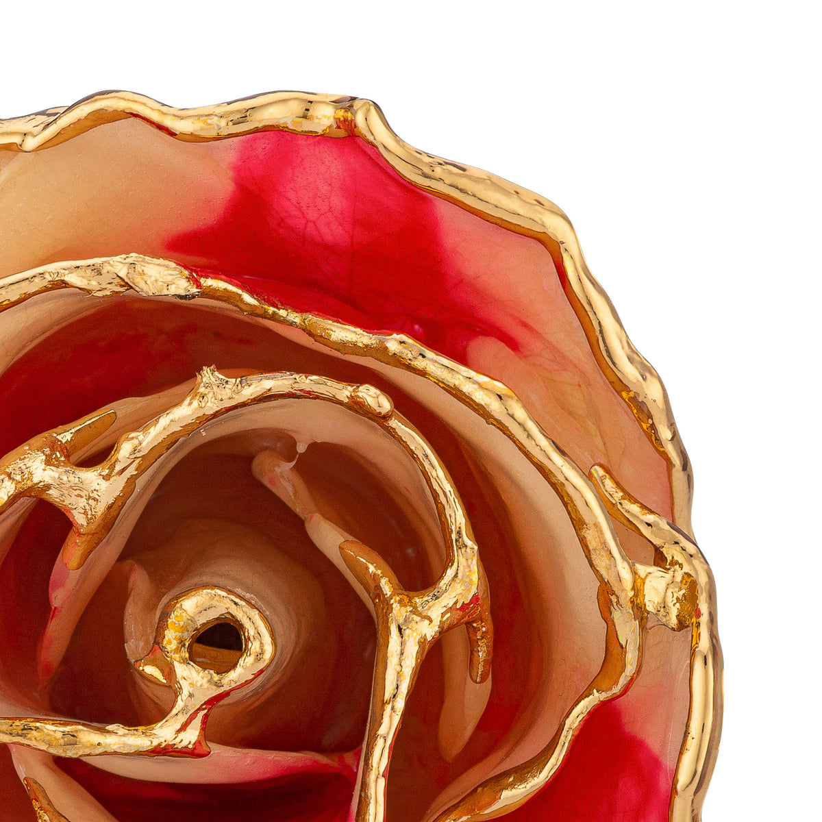 24K Gold Trimmed Forever Rose with Peppermint Striped Petals. View of Stem, Leaves, and Rose Petals and Showing Detail of Gold Trim zoomed in view from top