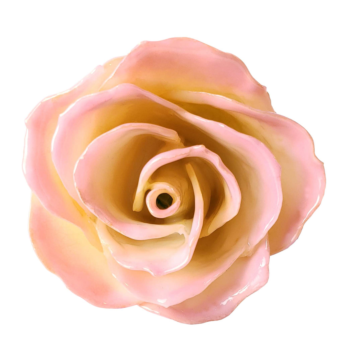 Natural Forever Rose - White to Pink