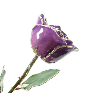 Silver Forever Rose - Purple