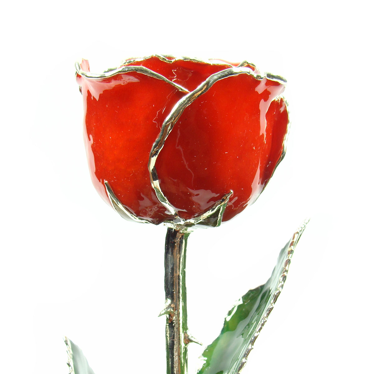 Silver Trimmed Forever Rose with Red Petals. View of Stem, Leaves, and Rose Petals and Showing Detail of Silver Trim