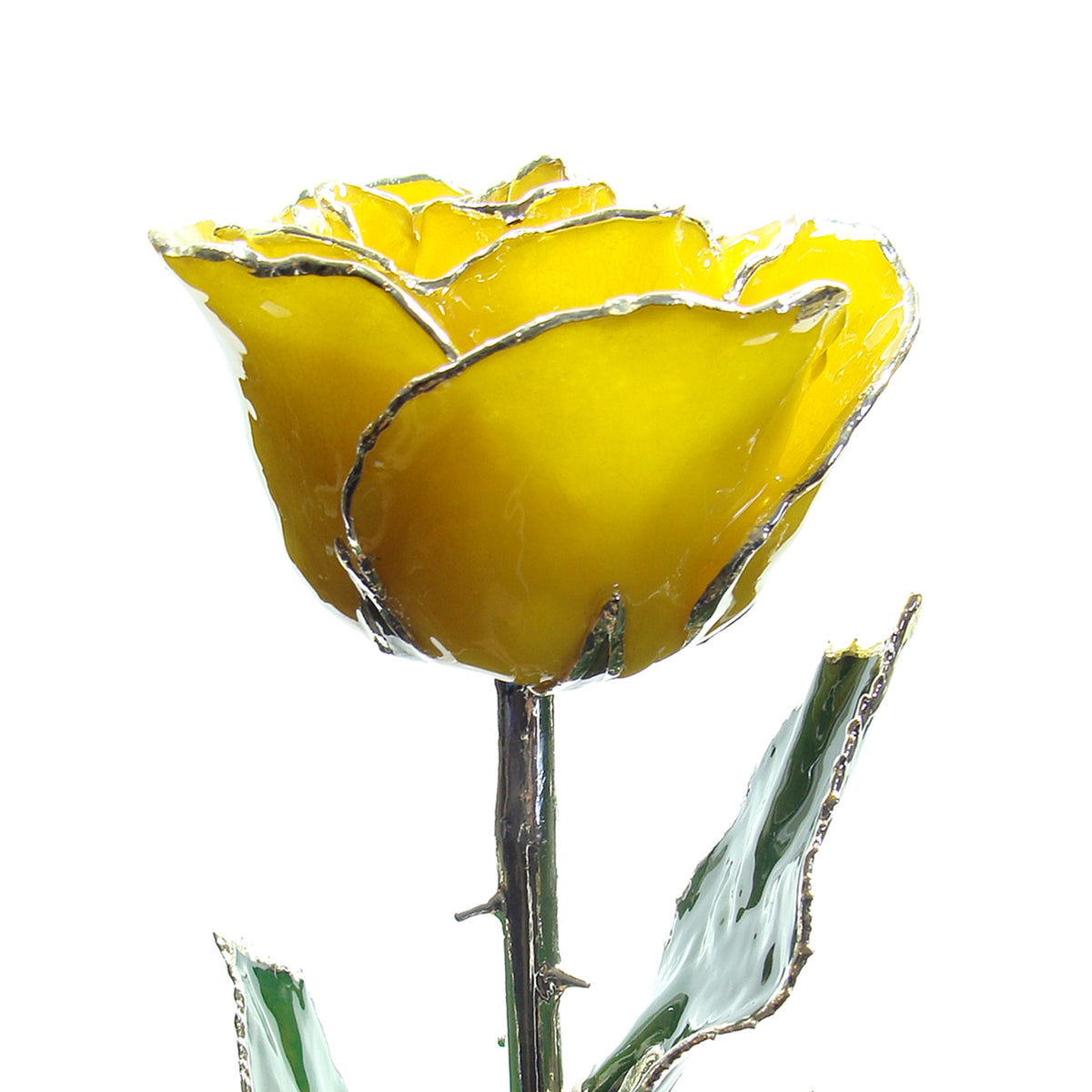 Silver Trimmed Forever Rose with Yellow Petals. View of Stem, Leaves, and Rose Petals and Showing Detail of Silver Trim