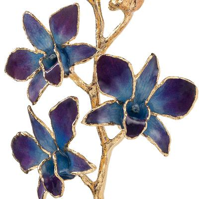 Orchids