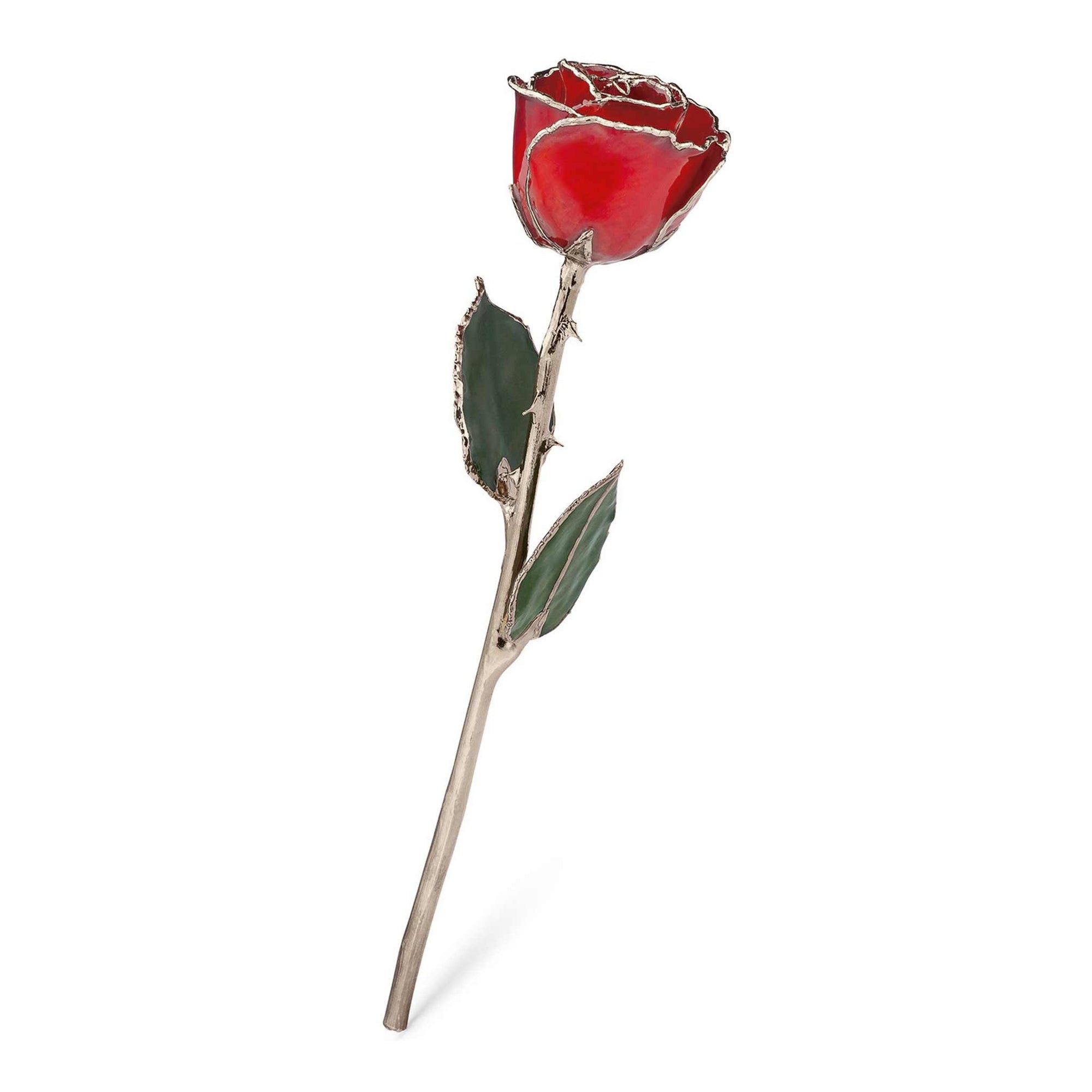  Write a Rose Beautiful Red Rose with Happy Birthday Message, Fresh Cut Flower, Single Rose