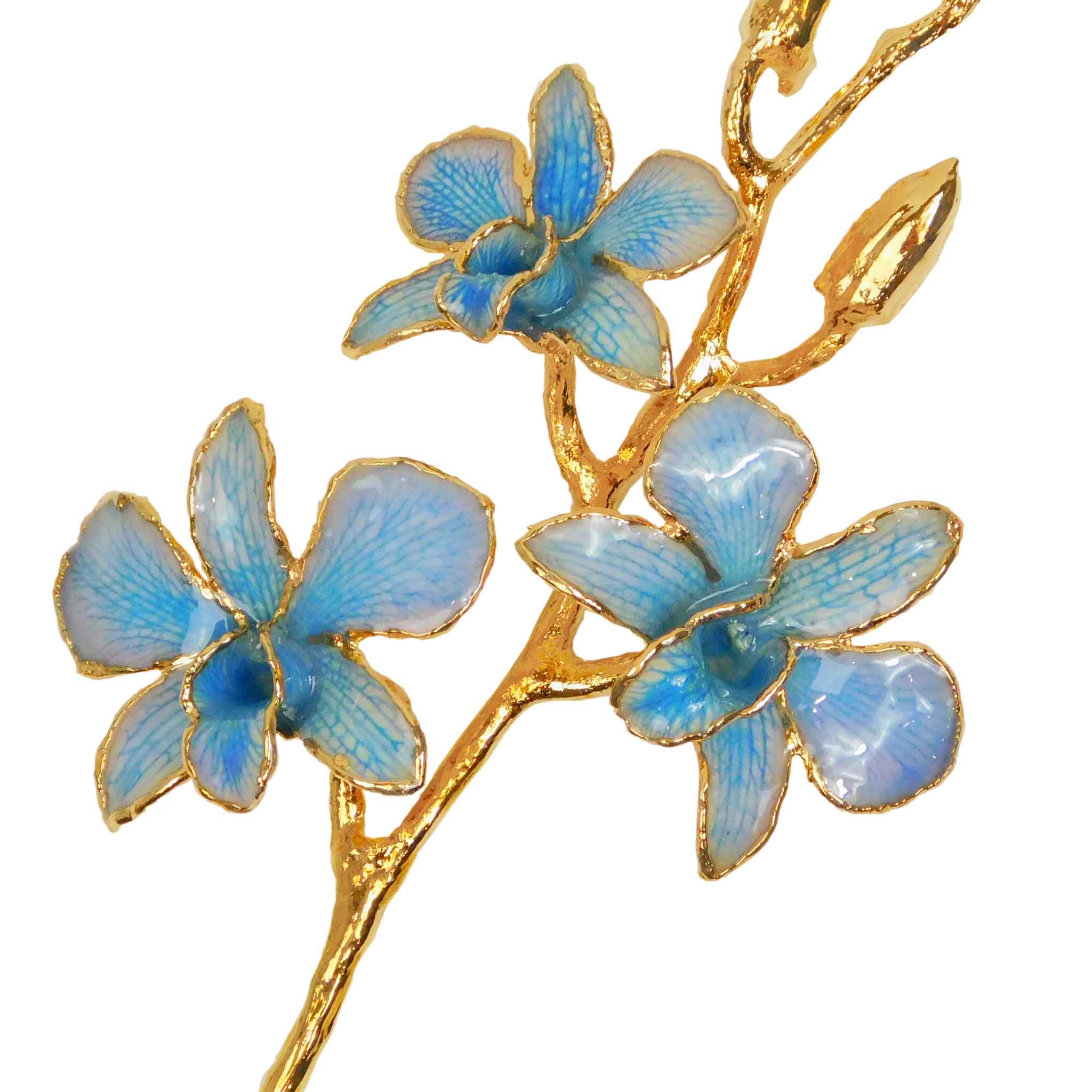 24K Gold Orchid - Blue