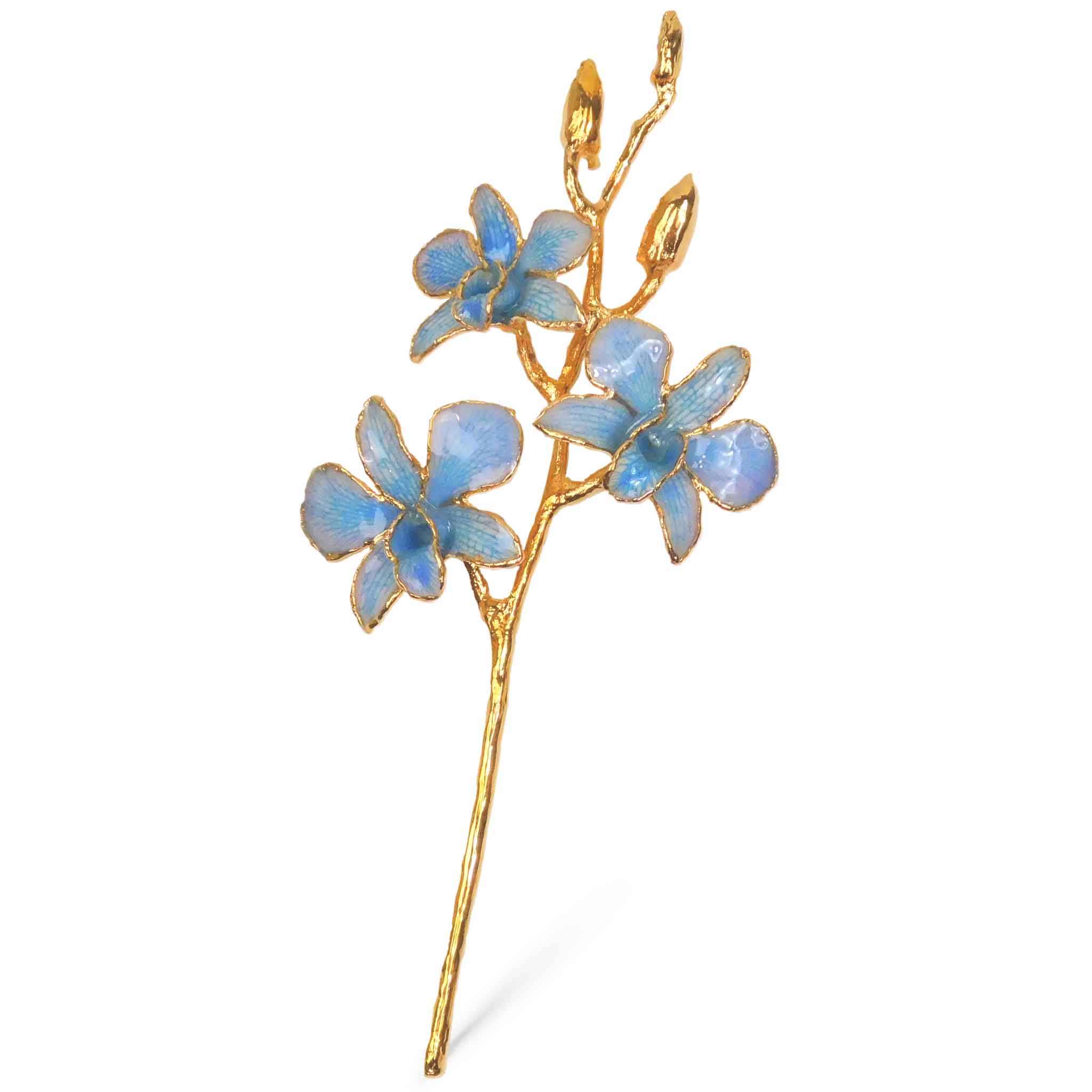 24K Gold Orchid - Blue
