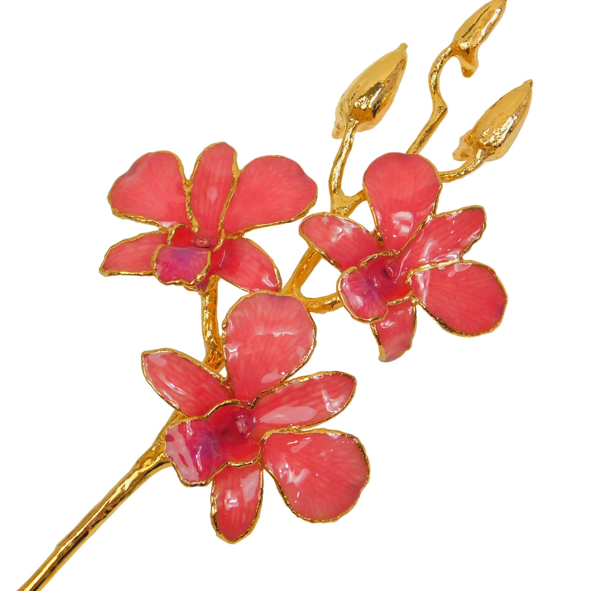 24K Gold Orchid - Coral