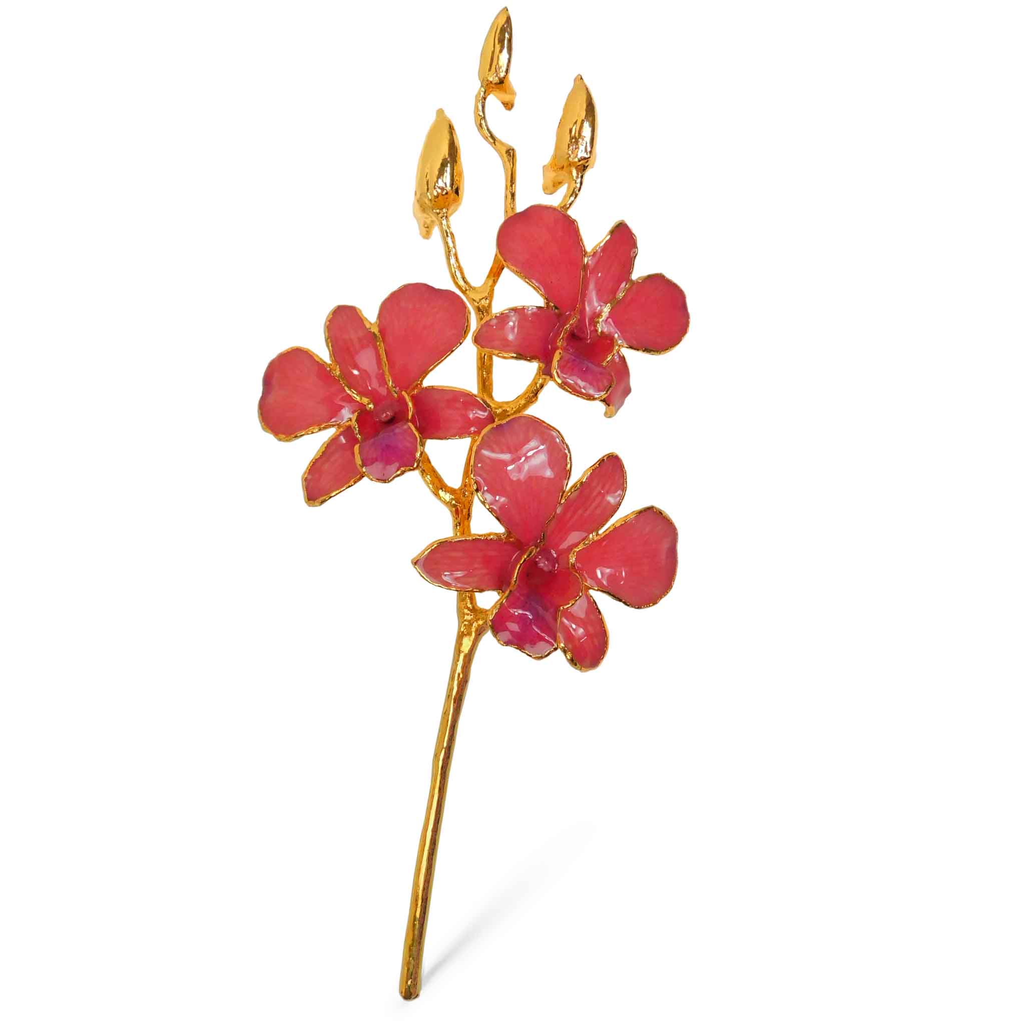 24K Gold Orchid - Coral