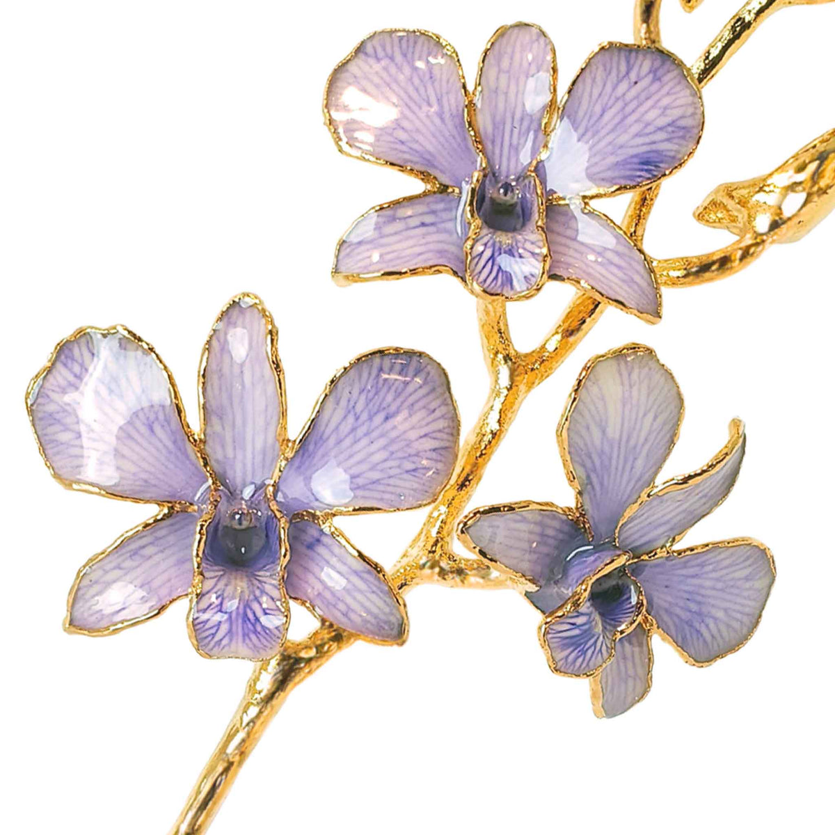 24K Gold Orchid - Lavender Lace