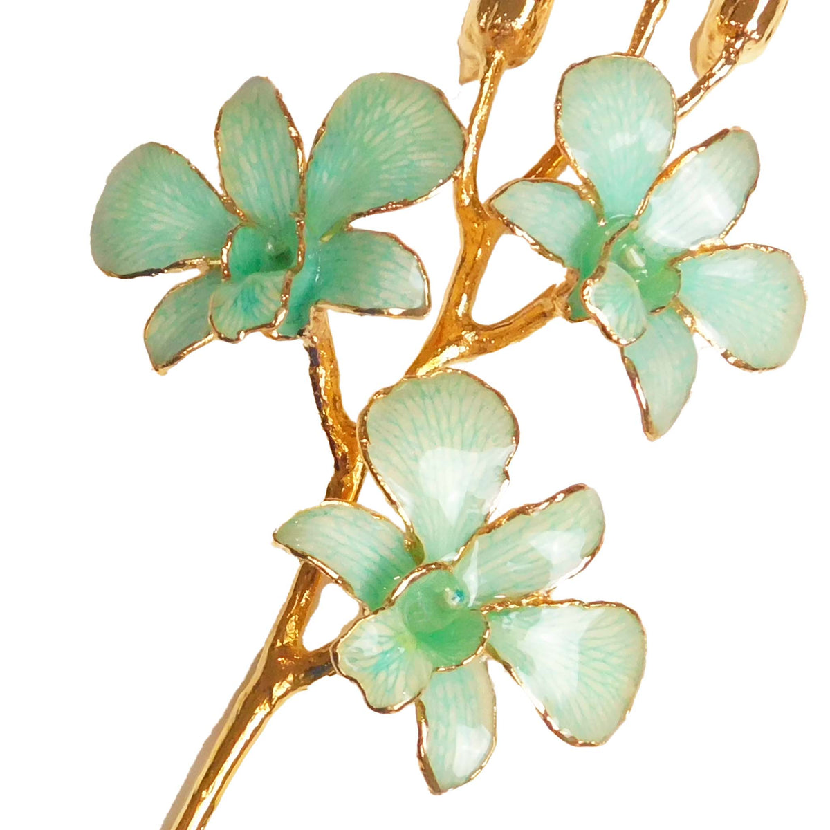 24K Gold Orchid - Teal