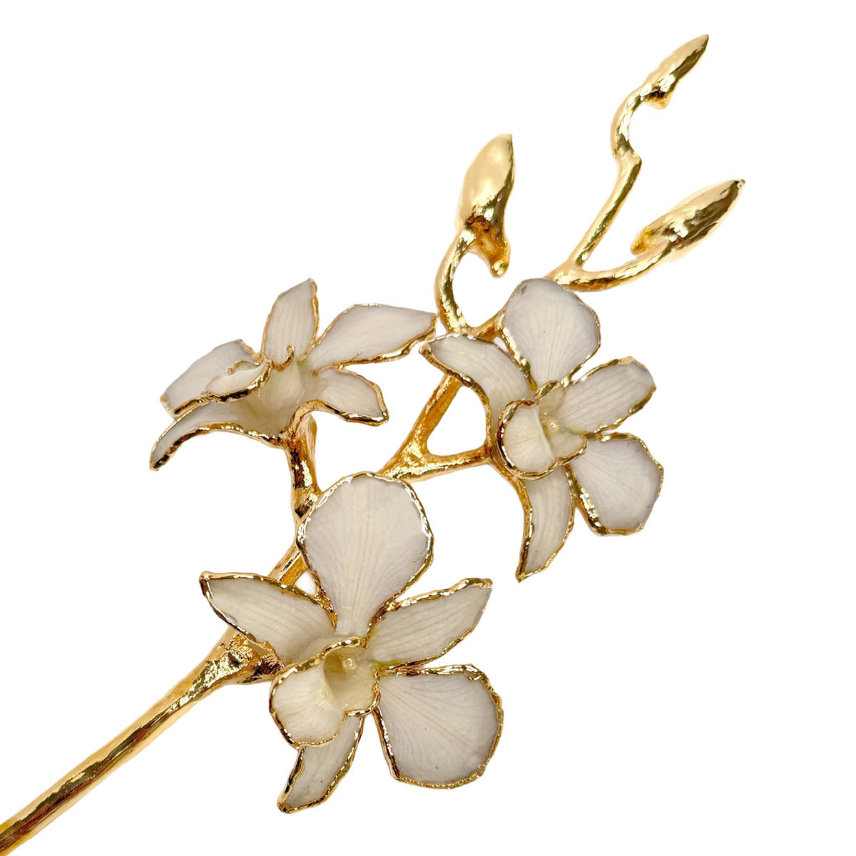 24K Gold Orchid - White Lace
