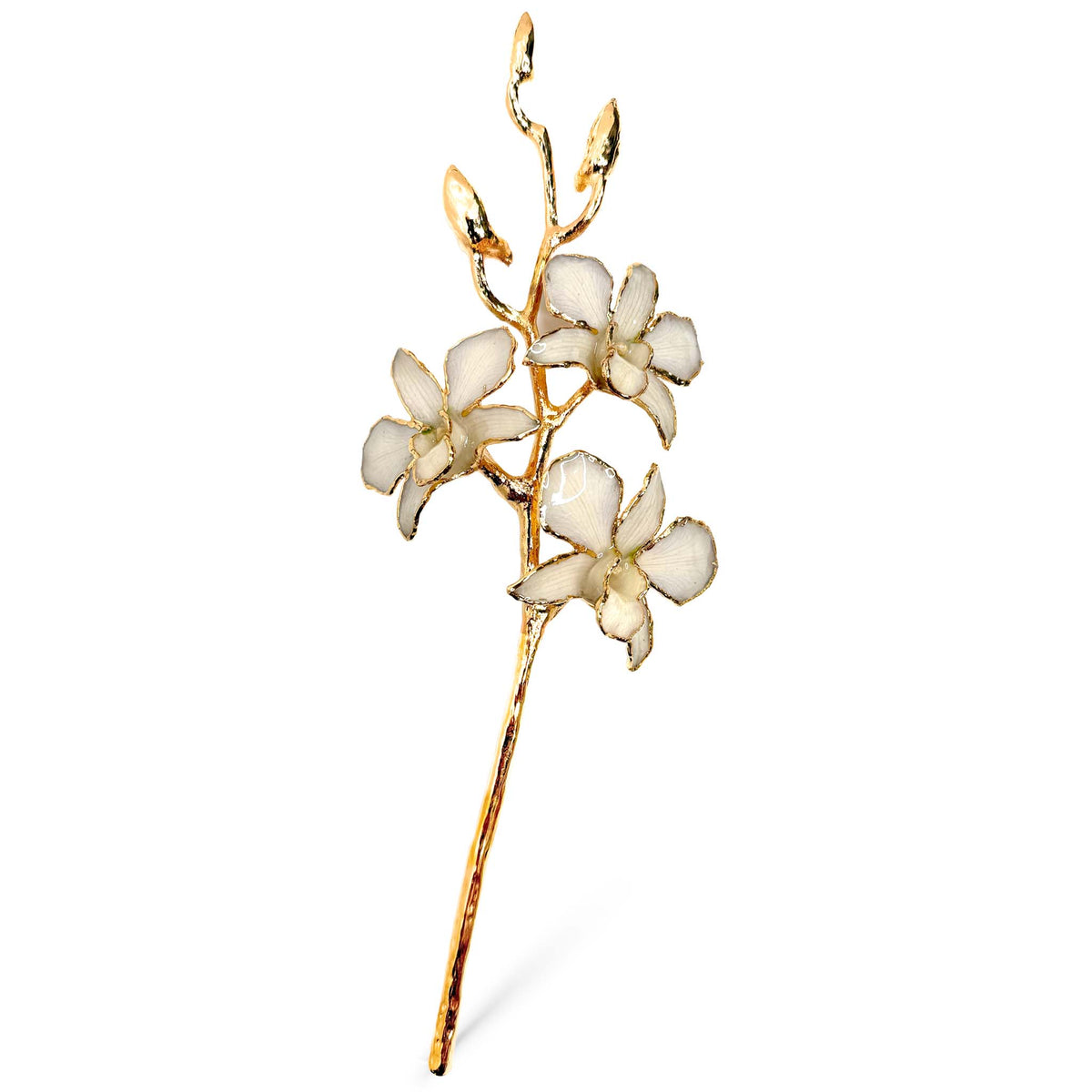 24K Gold Orchid - White Lace