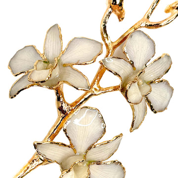 24K Gold Orchid - White Lace