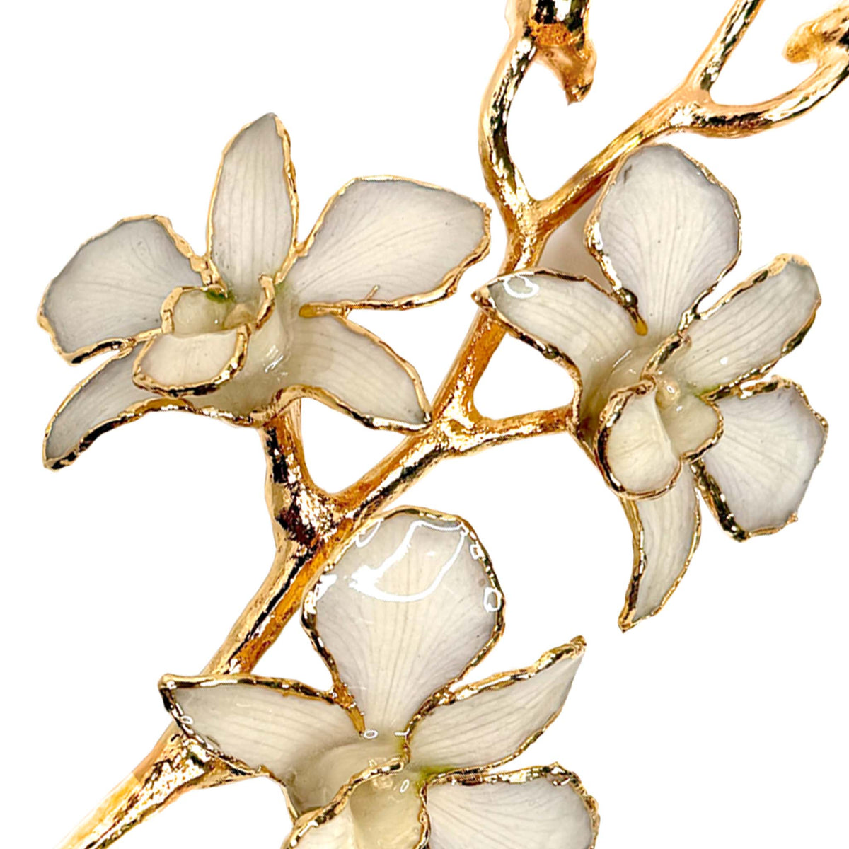 24K Gold Orchid - White Lace