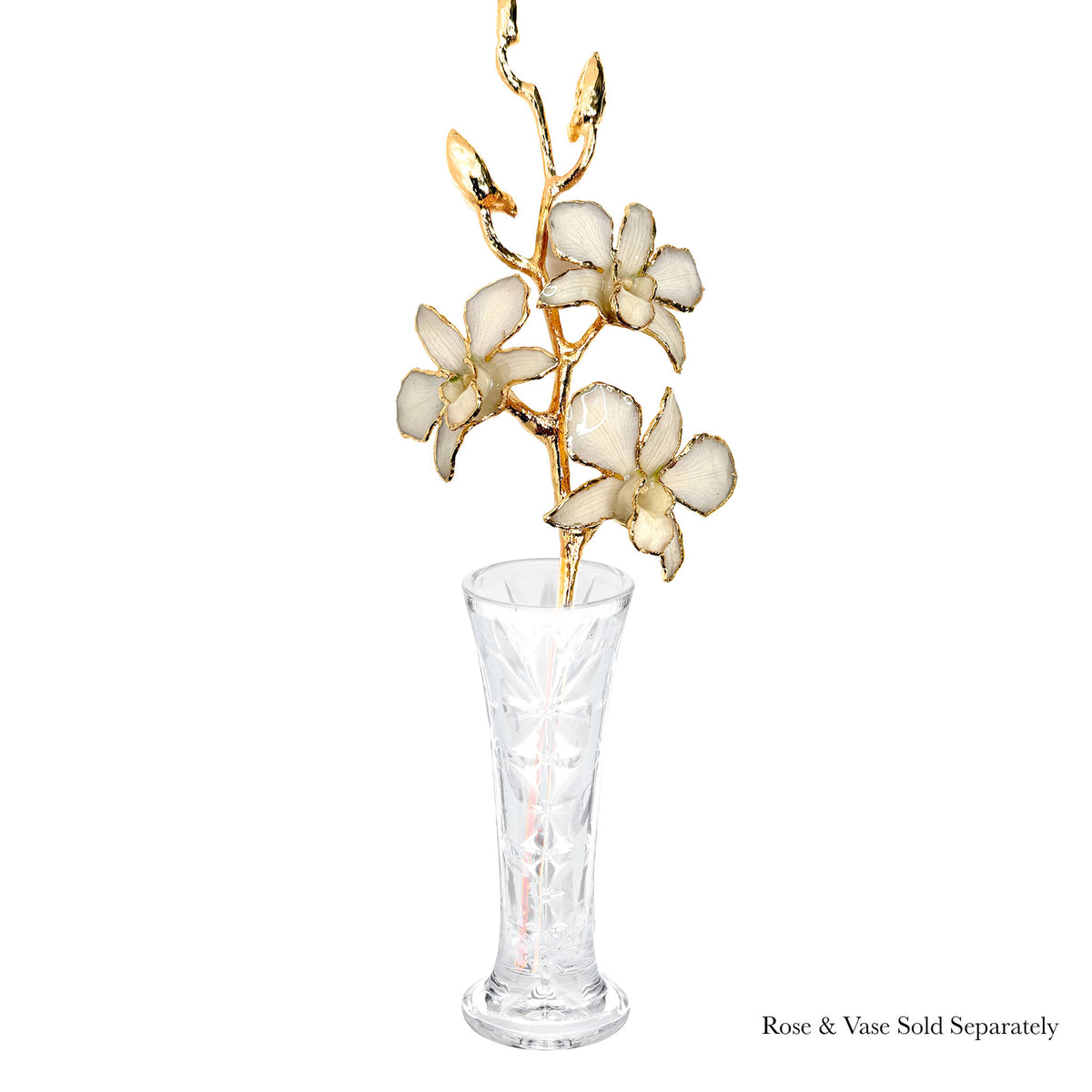 24K Gold Orchid - White Lace