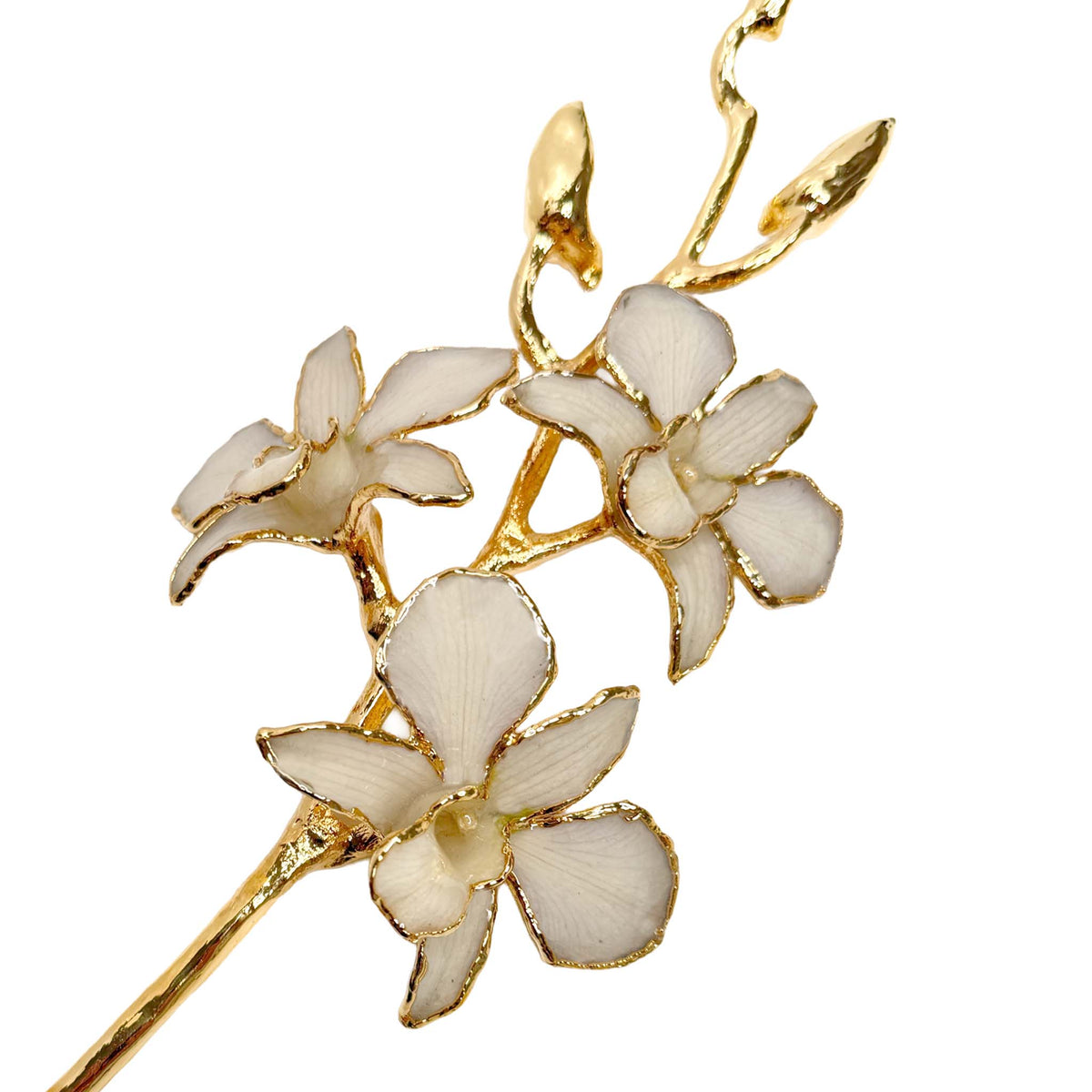 24K Gold Orchid - White Lace
