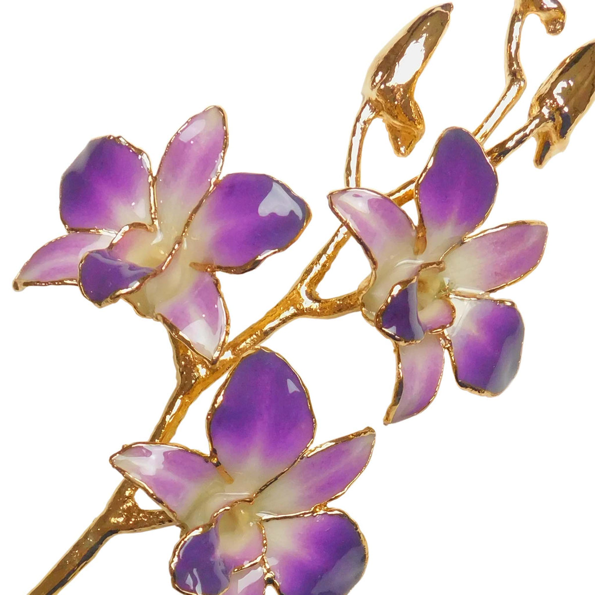 24K Gold Orchid - Purple/White