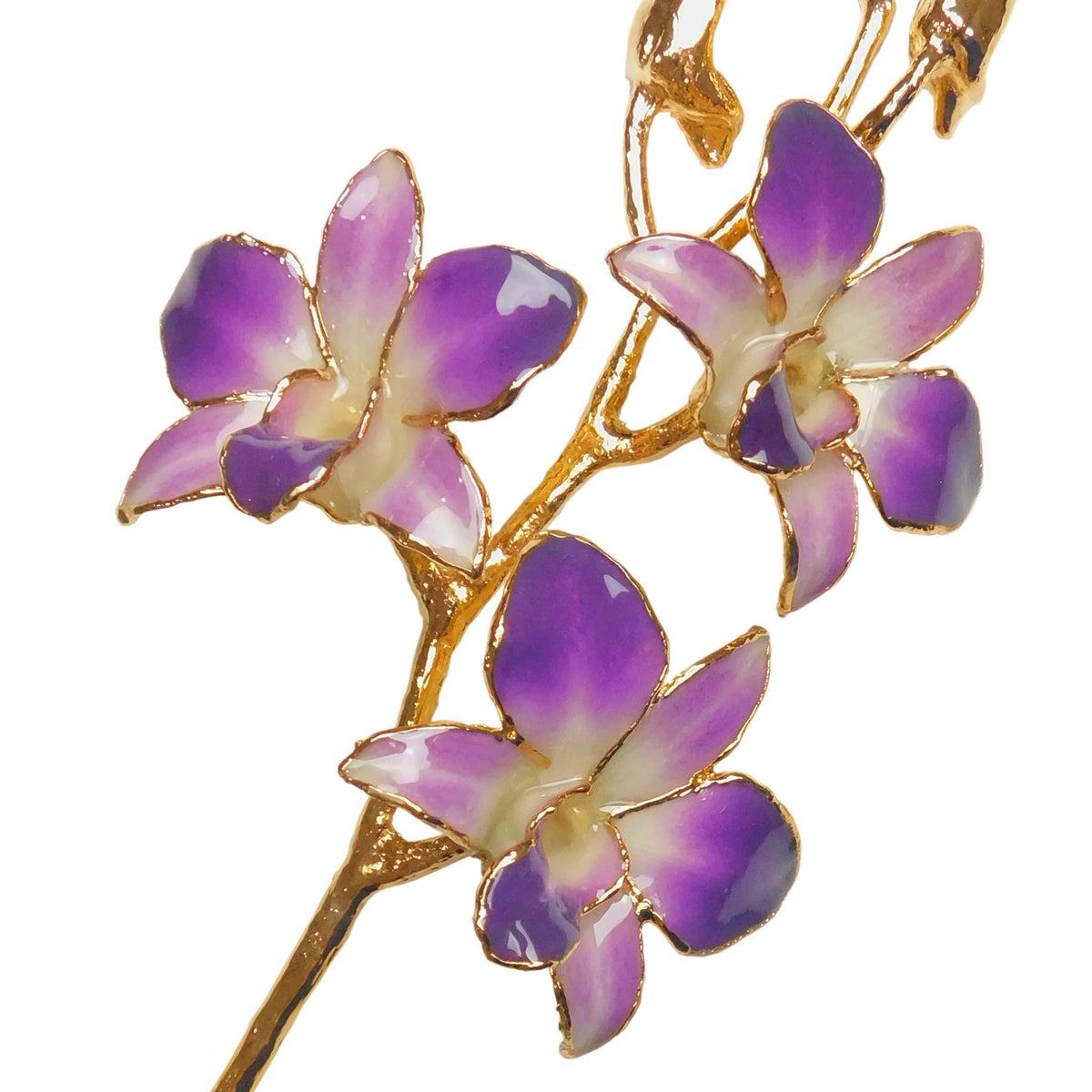 24K Gold Orchid - Purple/White