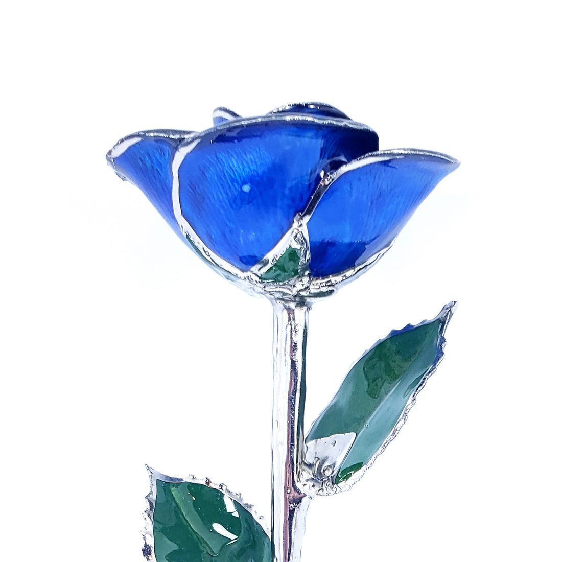 Platinum Forever Rose - Blue
