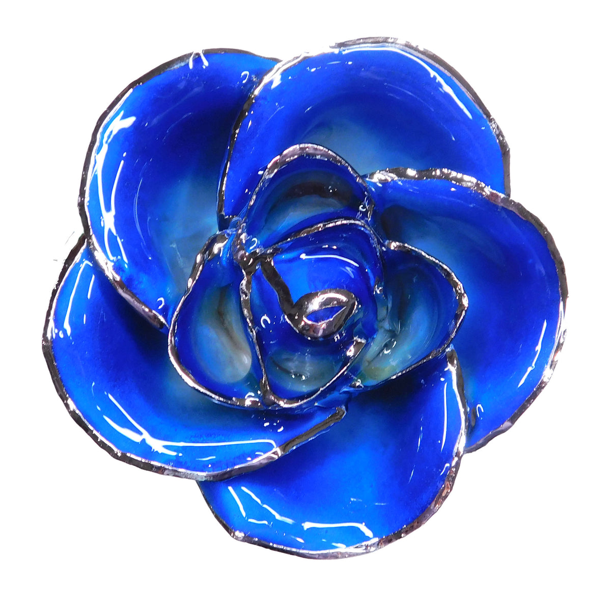 Platinum Forever Rose - Blue 2-Tone