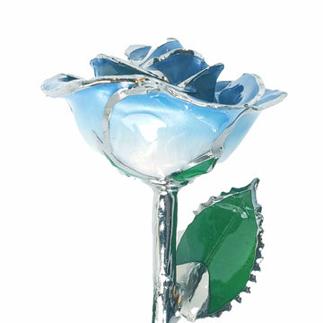 Platinum Forever Rose - Baby Blue 2-Tone