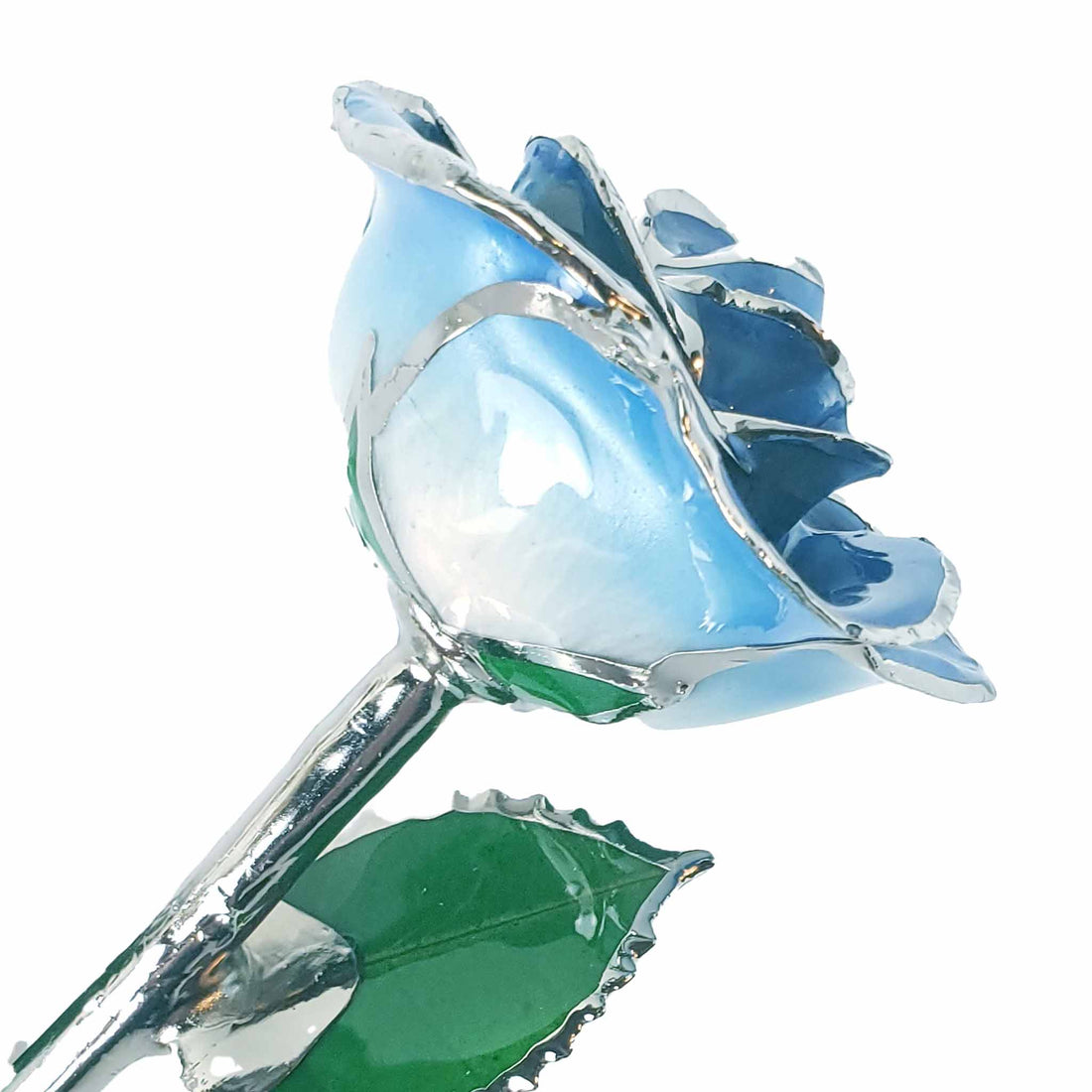 Platinum Forever Rose - Baby Blue 2-Tone