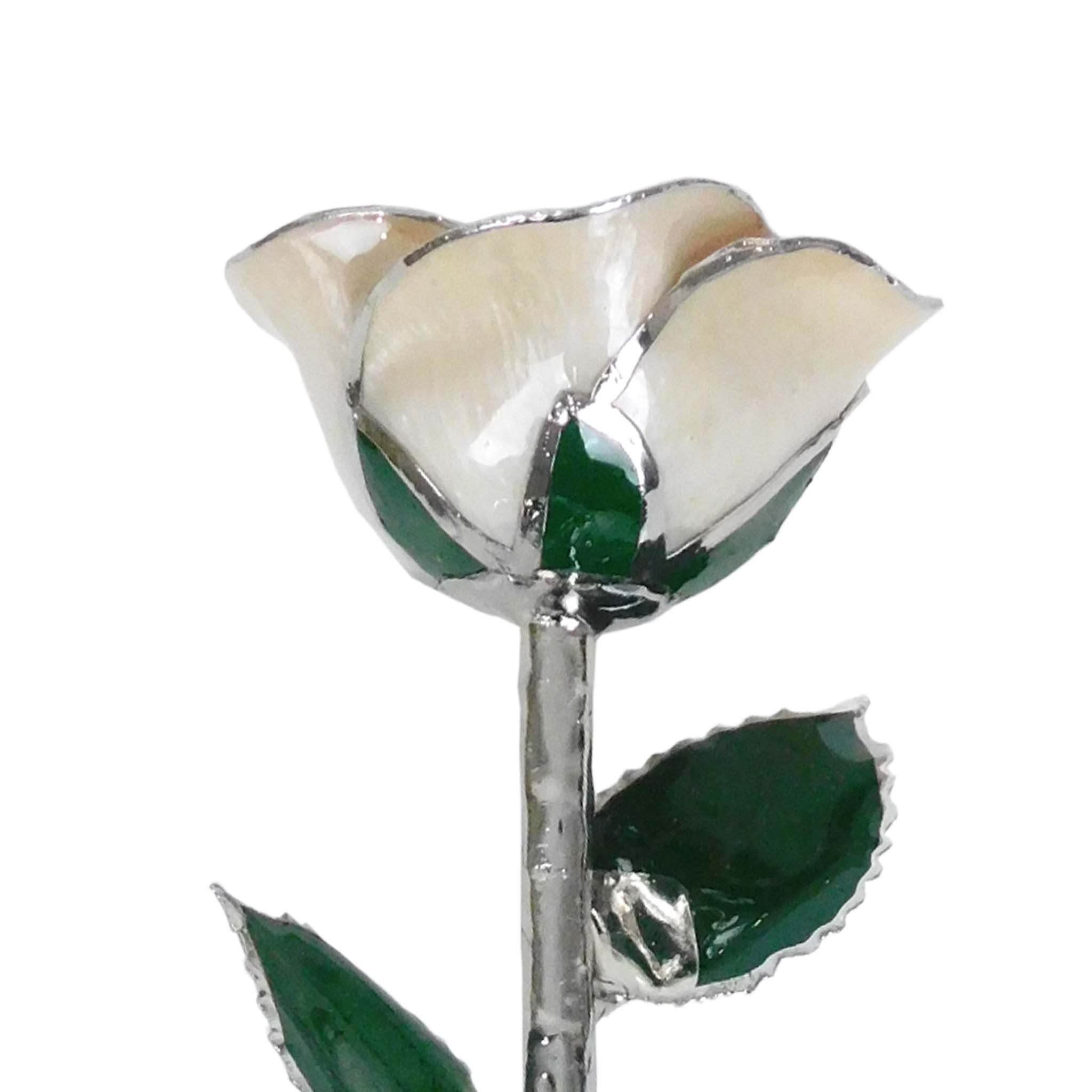 Platinum Forever Rose - Angel