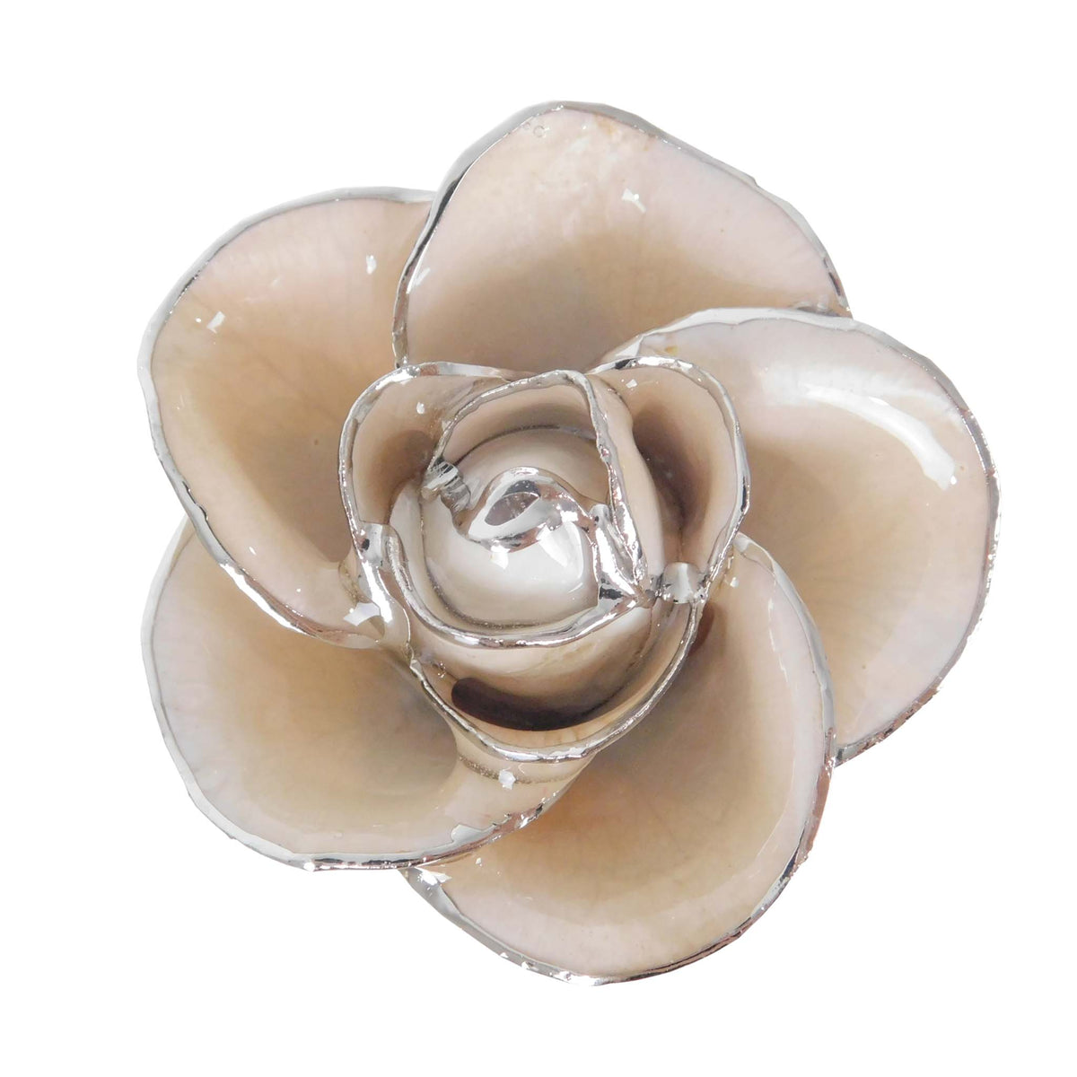 Custom Enchanted Rose - Angel Platinum Trim Rose
