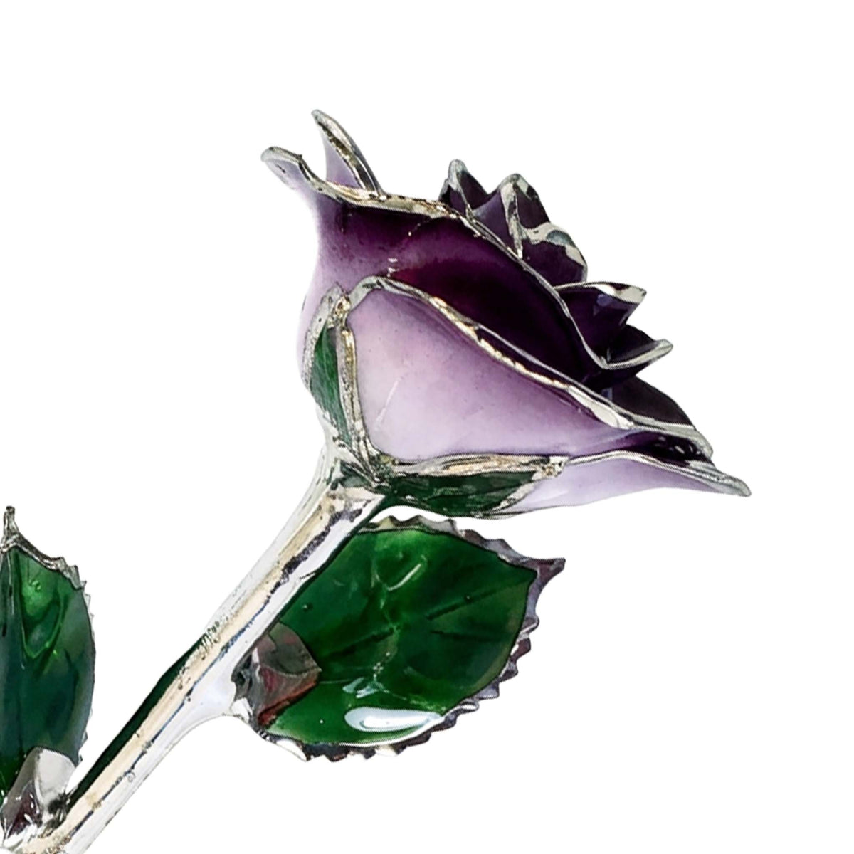 Custom Enchanted Rose - Platinum Trim Purple 2-Tone
