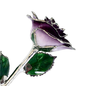 Custom Enchanted Rose - Platinum Trim Purple 2-Tone