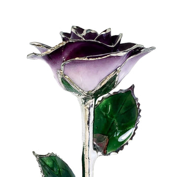 Custom Enchanted Rose - Platinum Trim Purple 2-Tone