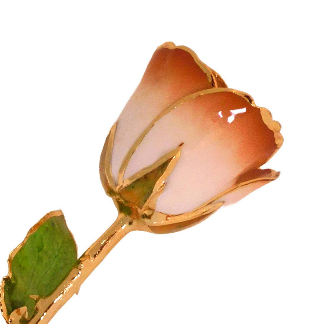 24K Gold Forever Rose - Cappuccino