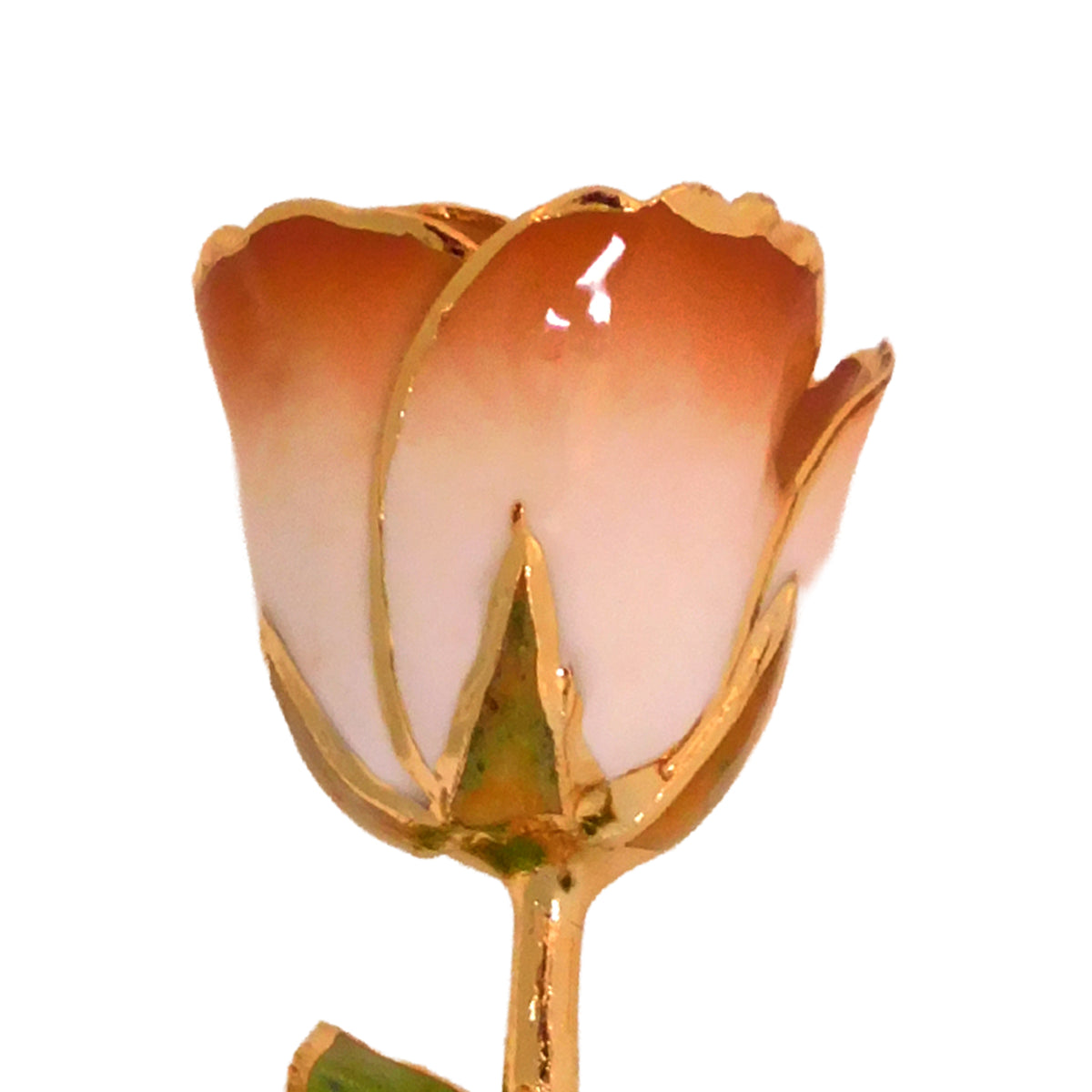 24K Gold Forever Rose - Cappuccino