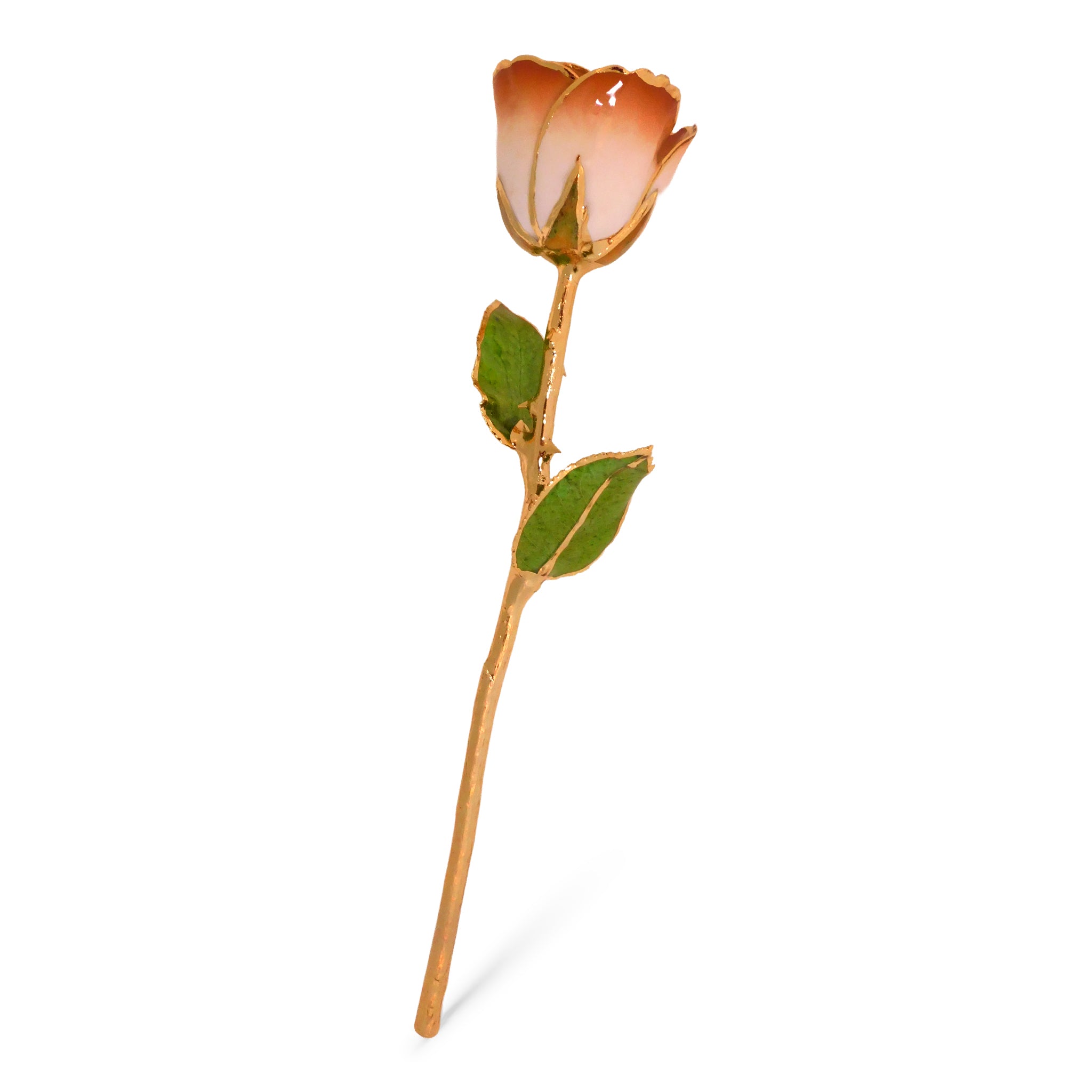 24K Gold Forever Rose - Cappuccino