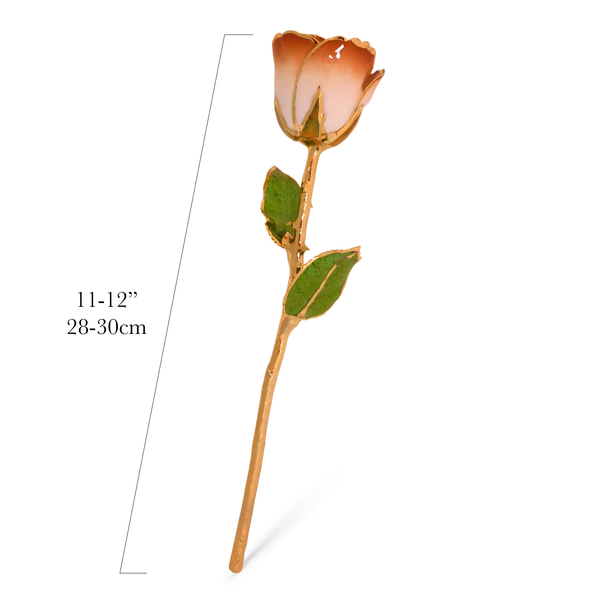 24K Gold Forever Rose - Cappuccino