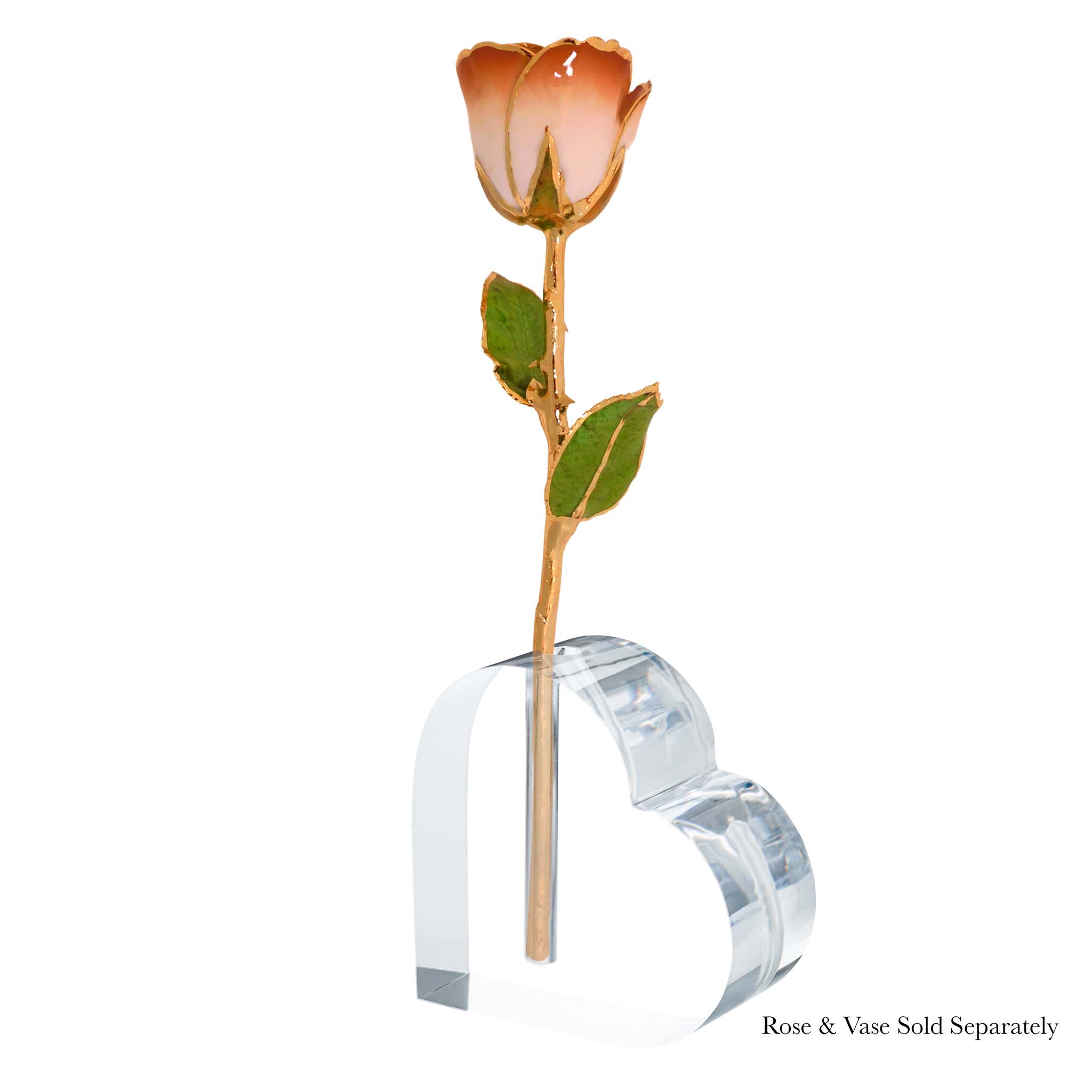 24K Gold Forever Rose - Cappuccino