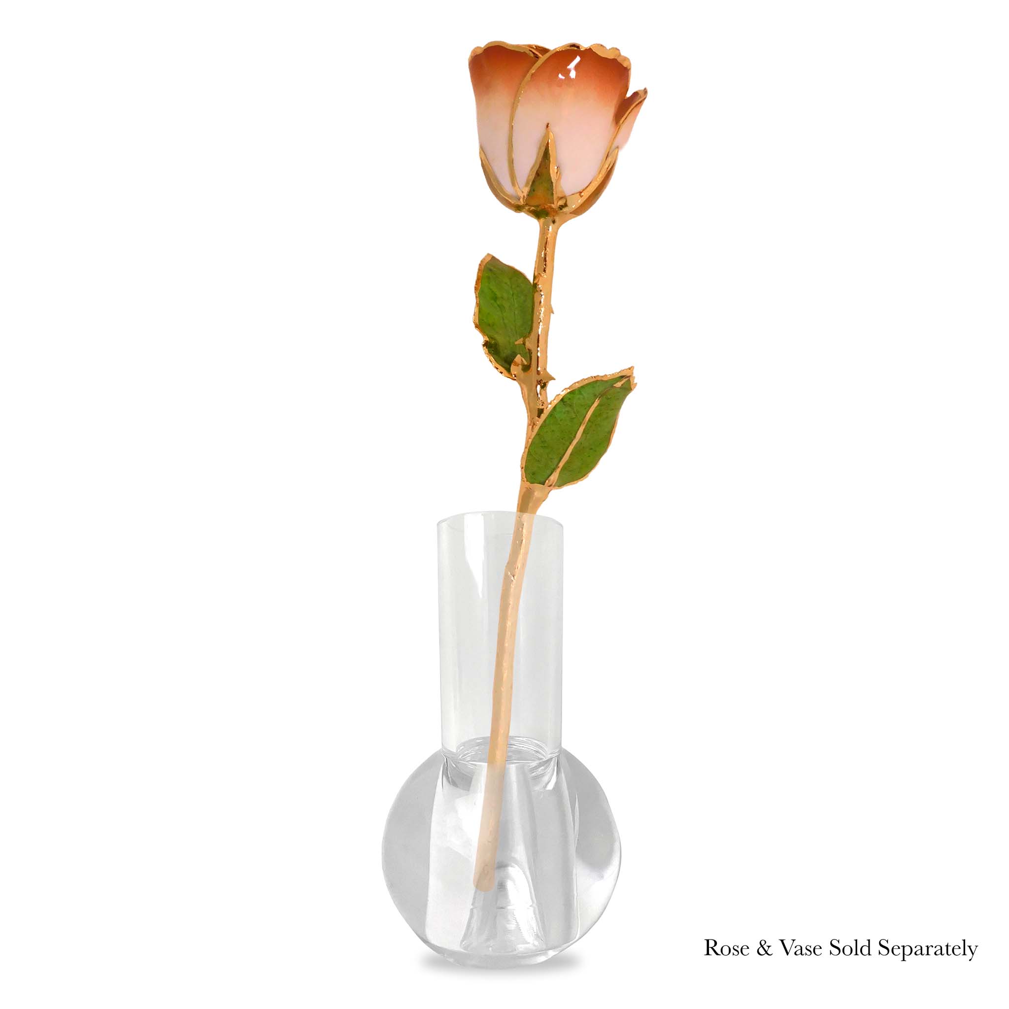 24K Gold Forever Rose - Cappuccino