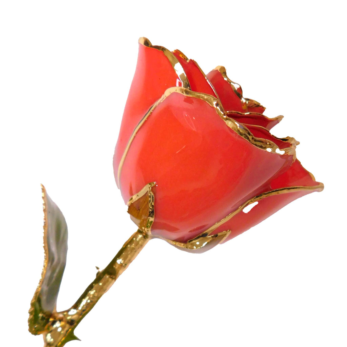 24K Gold Forever Rose - Coral Kiss