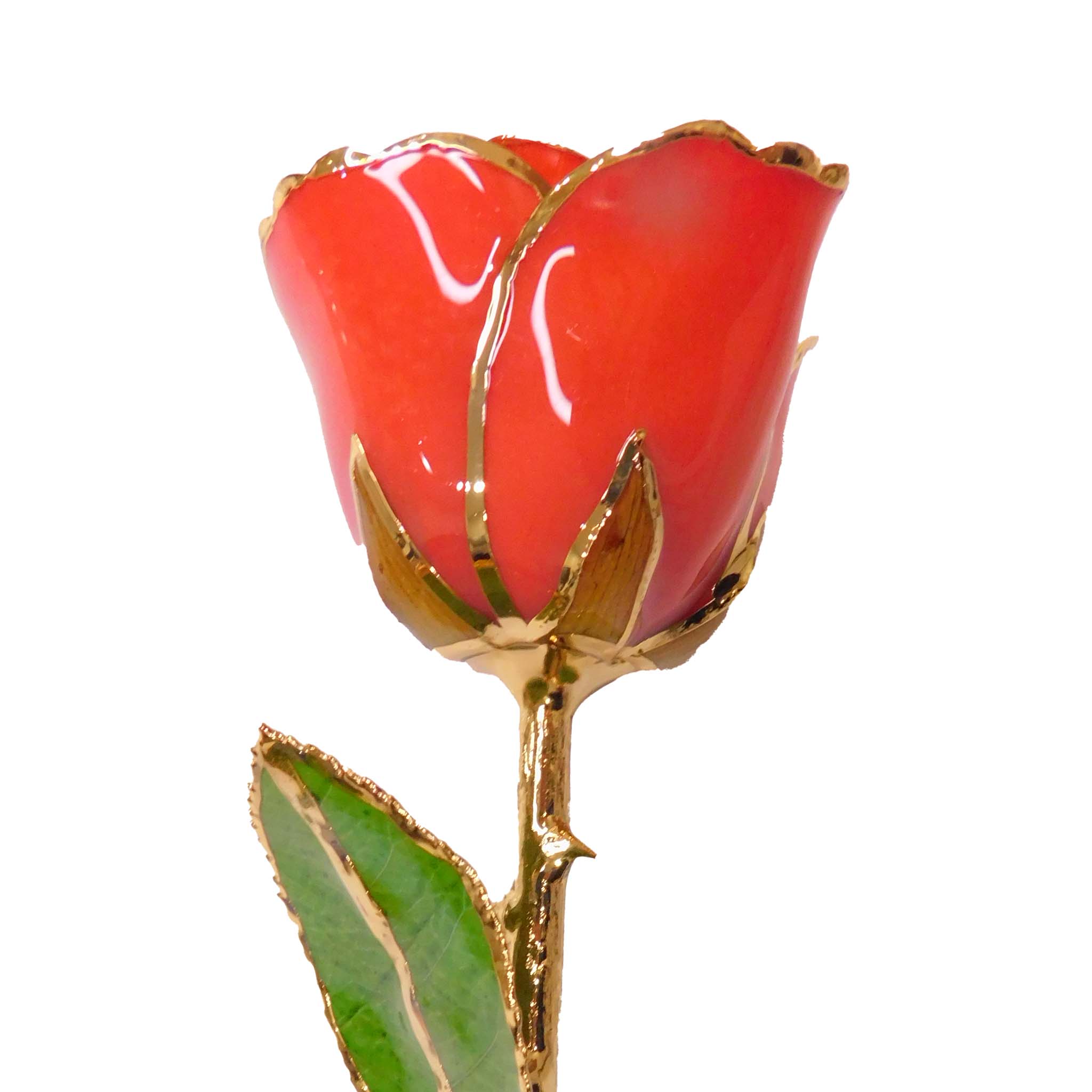 24K Gold Forever Rose - Coral Kiss