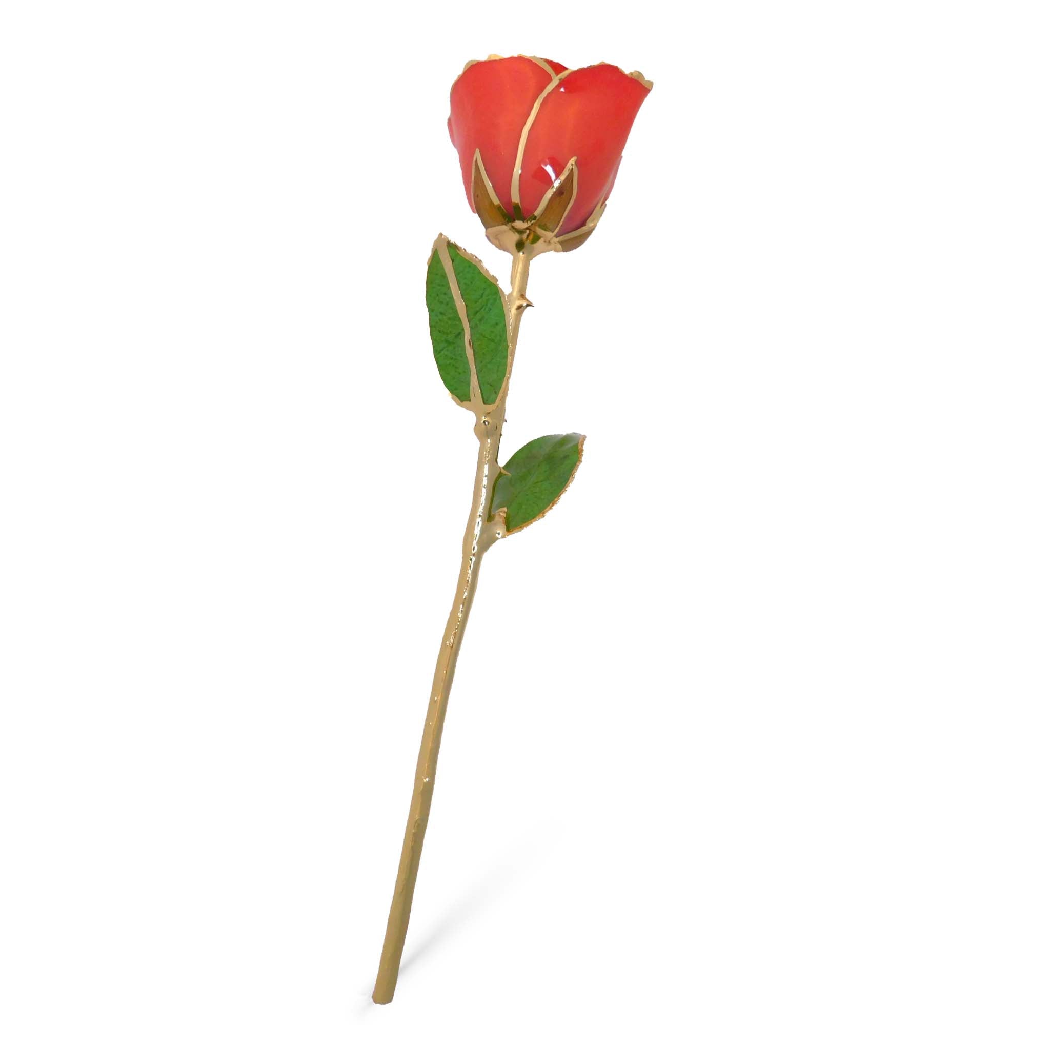 24K Gold Forever Rose - Coral Kiss