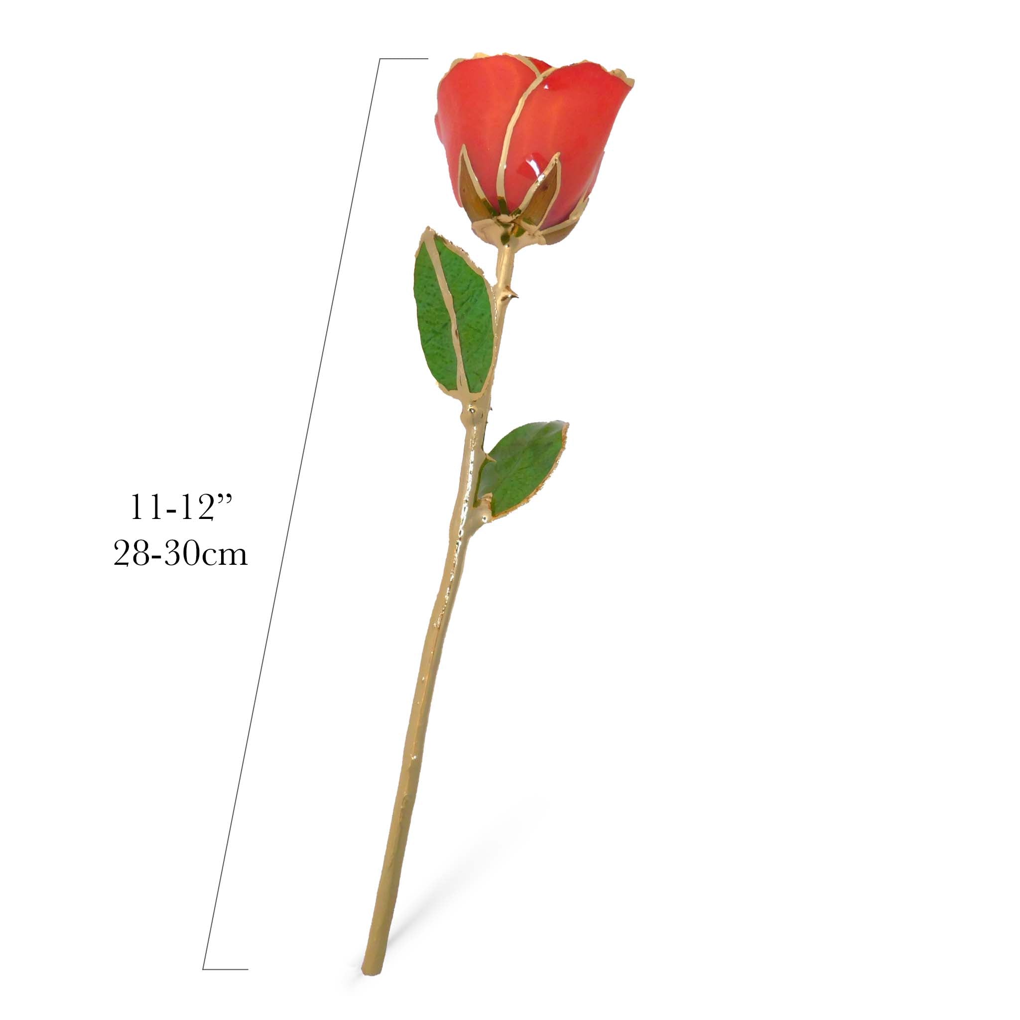24K Gold Forever Rose - Coral Kiss