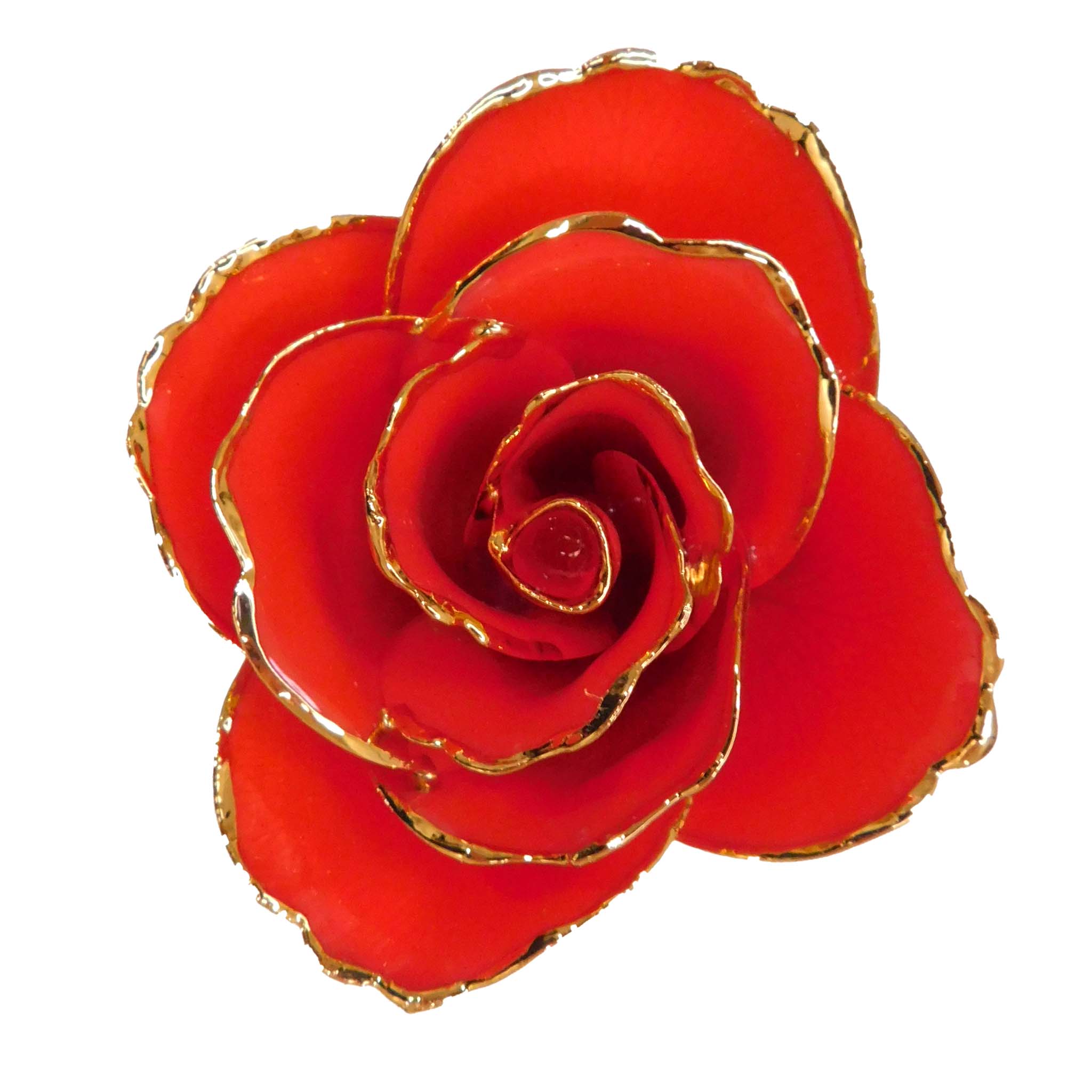 24K Gold Forever Rose - Coral Kiss