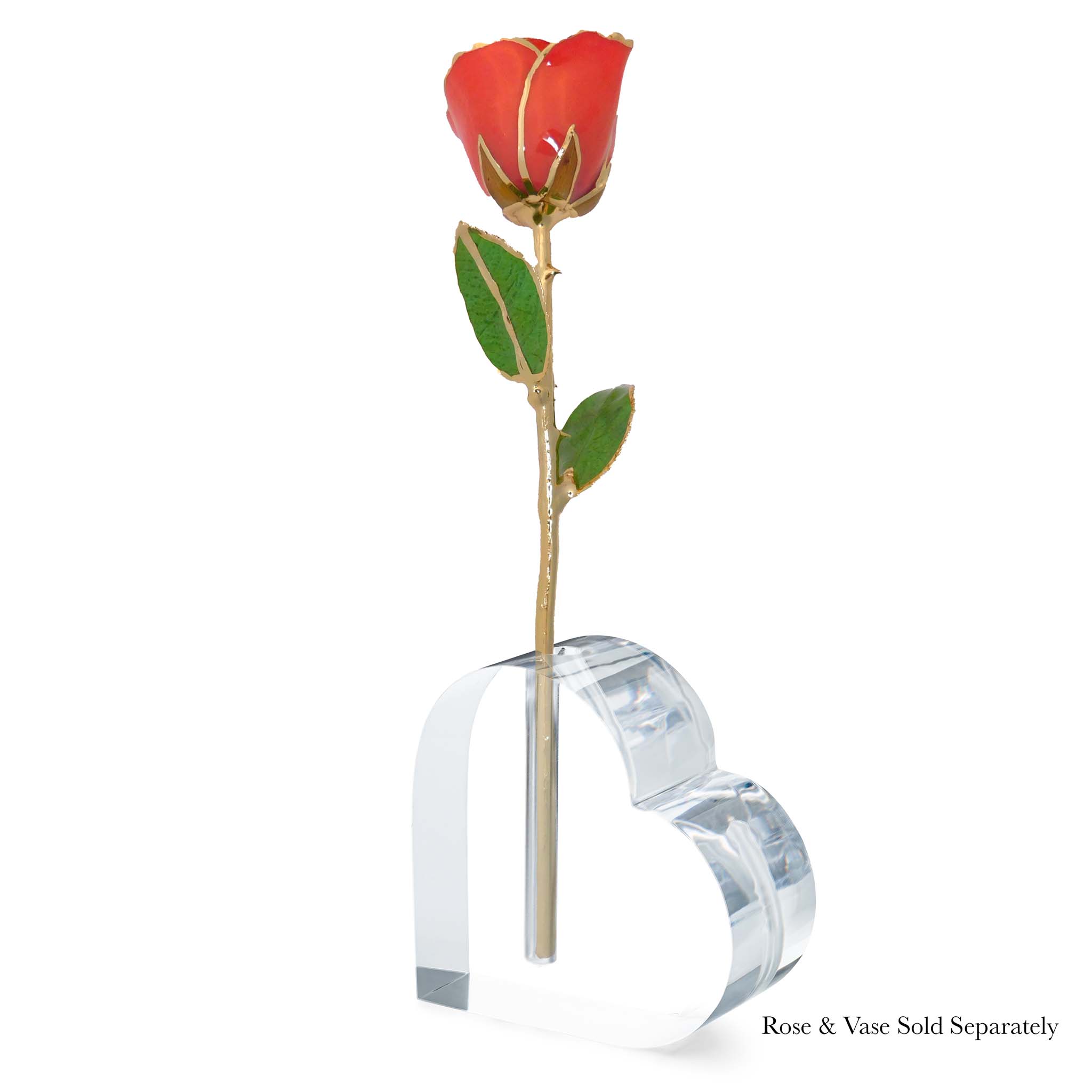 24K Gold Forever Rose - Coral Kiss