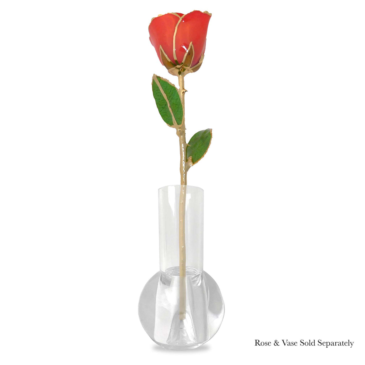 24K Gold Forever Rose - Coral Kiss