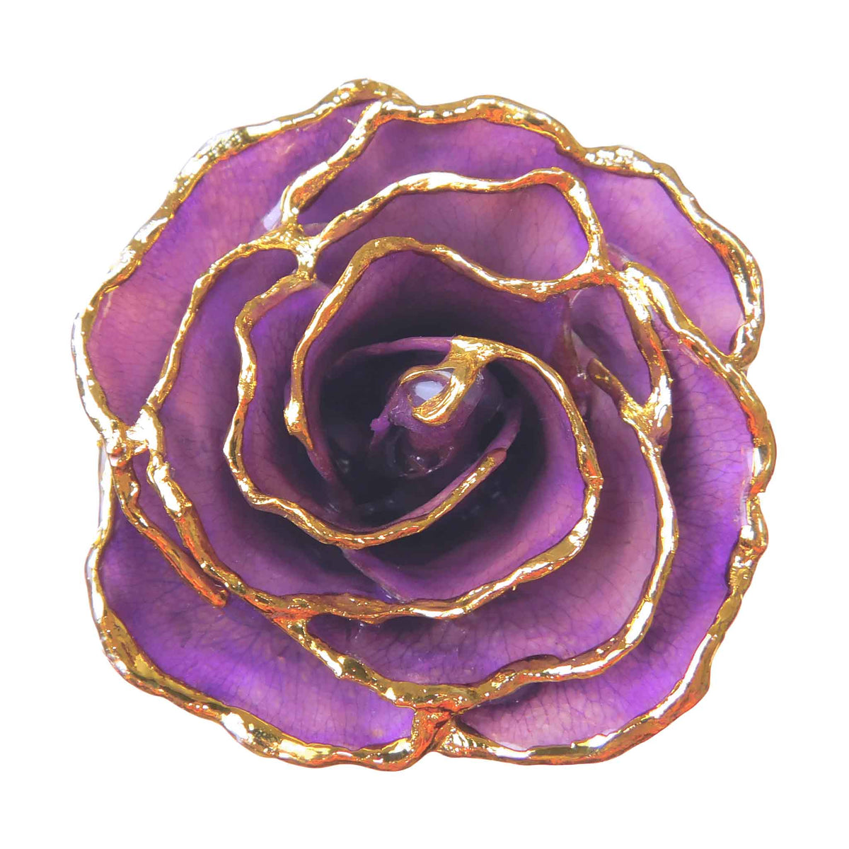 24K Gold Forever Rose - Heart Rose - Purple (White Hearts)