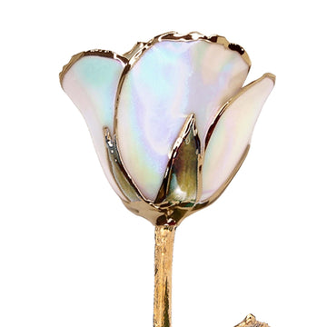 24K Gold Forever Rose - Opal Sparkle (October Birthstone) (Redesigned for 2026)