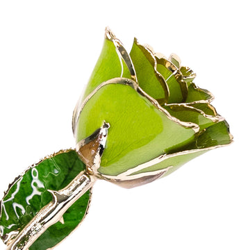 24K Gold Forever Rose - Pistachio