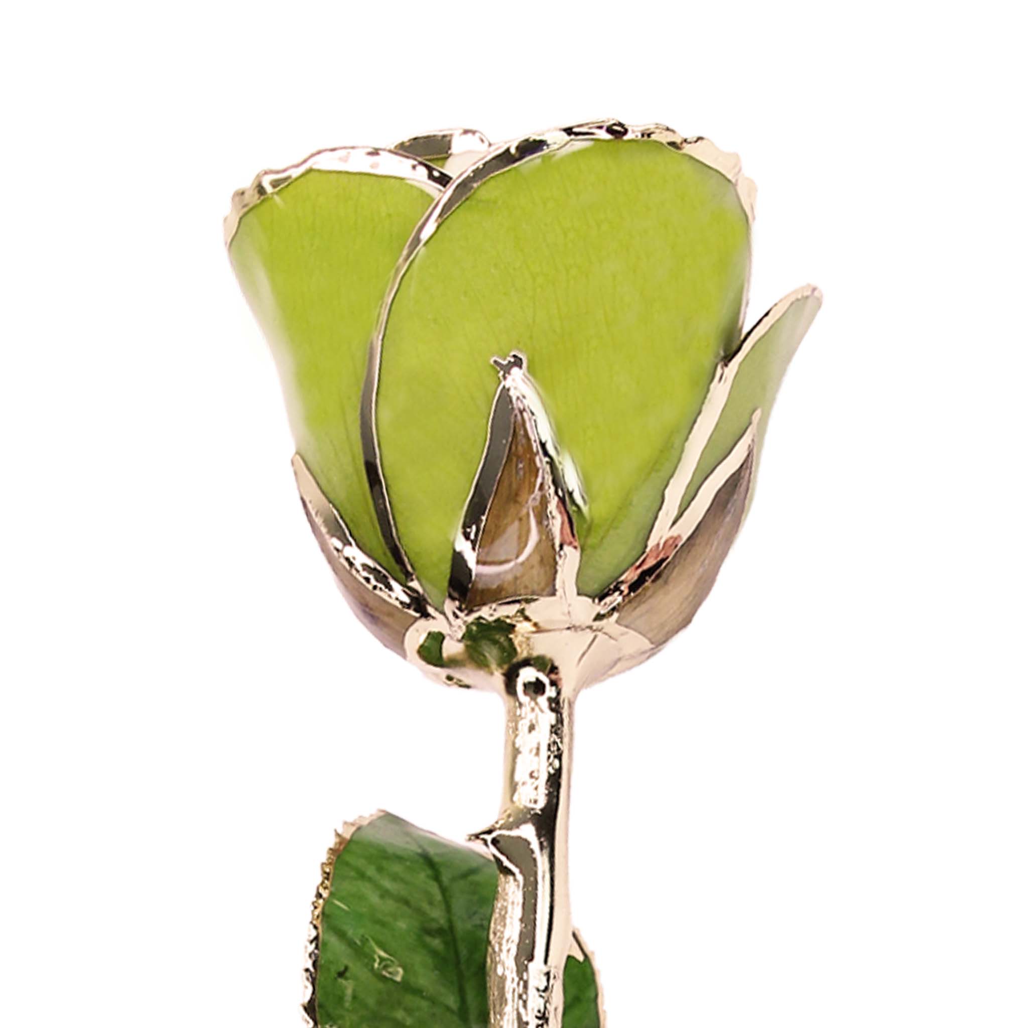 24K Gold Forever Rose - Pistachio